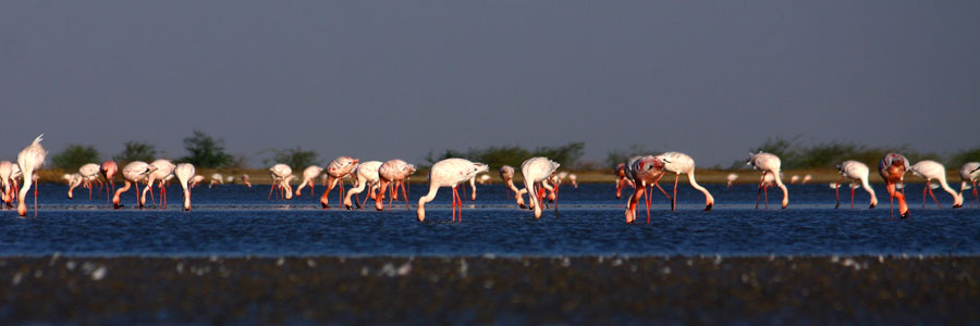 IMG_0088-Lesser-Flamingos